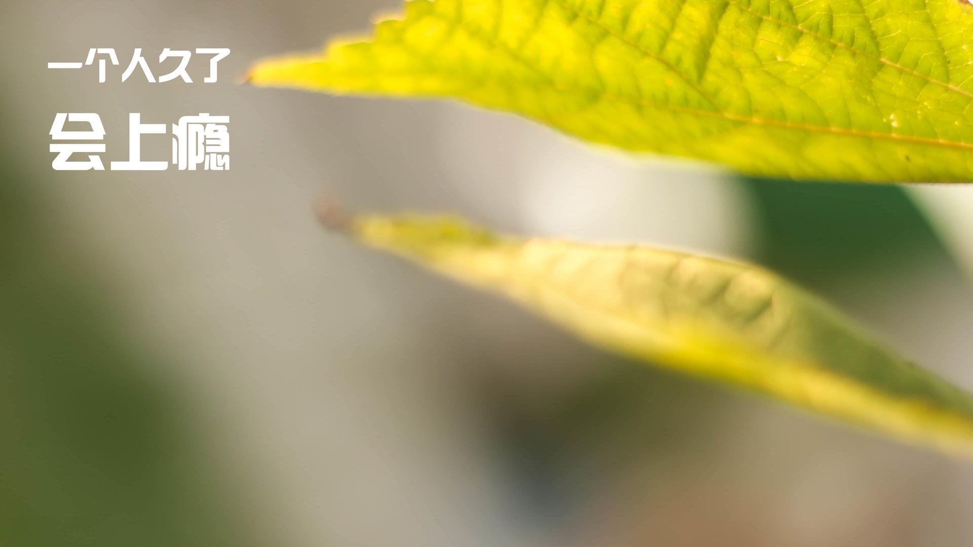 从沙漠到伯纳乌，阿尔及利亚足球的荣耀与阿拉巴的欧冠征服之旅