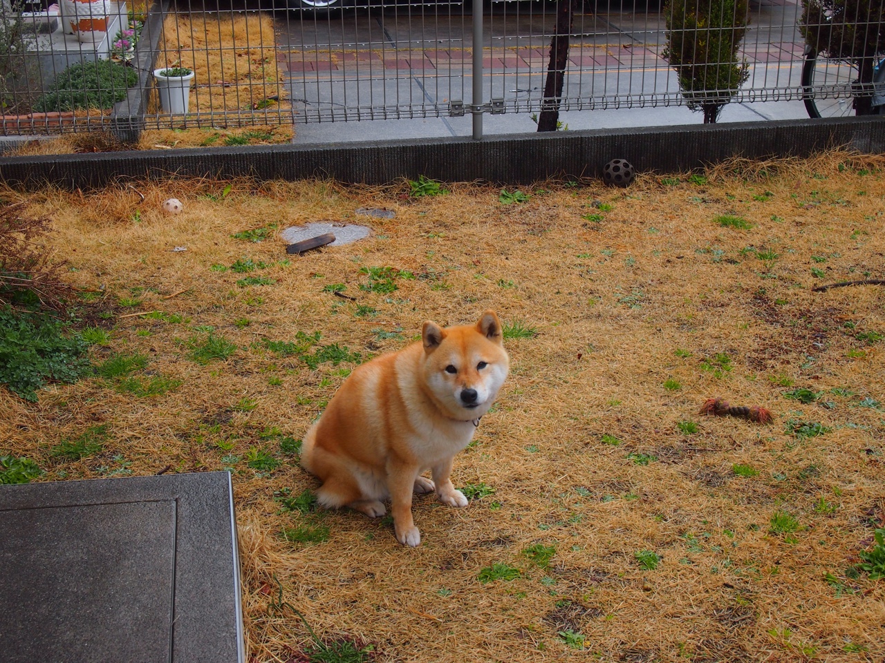 森林狼鏖战马刺，武切维奇爆砍30+15，一人凿穿双塔防线