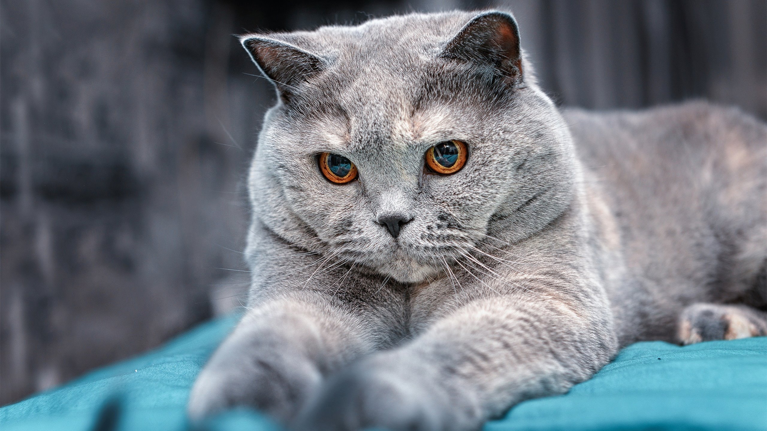 稳如磐石，德罗赞用古典技艺击穿三分时代的喧嚣