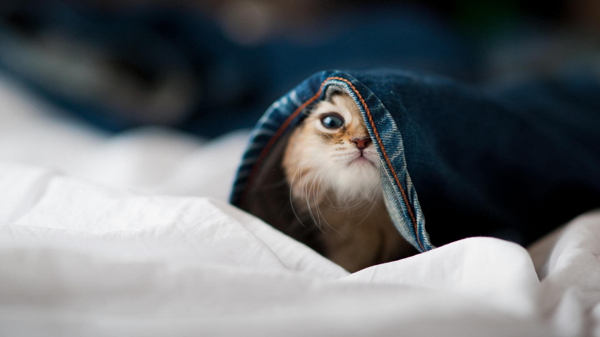 鹈鹕火力全开，连续得分压制广东队，哈登持续制造杀伤引领进攻